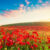 Poppy Field Jigsaw Puzzle