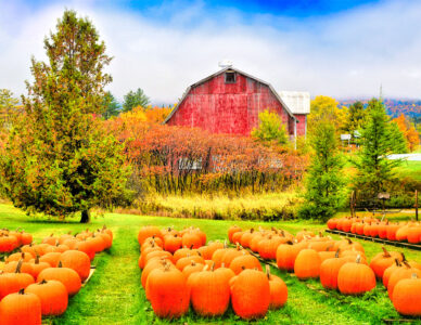 Pumpkin Patch Jigsaw Puzzle