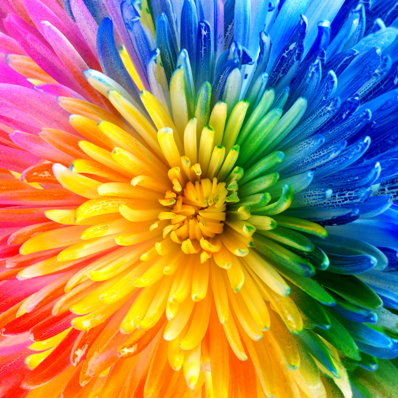 Rainbow Bloom Jigsaw Puzzle