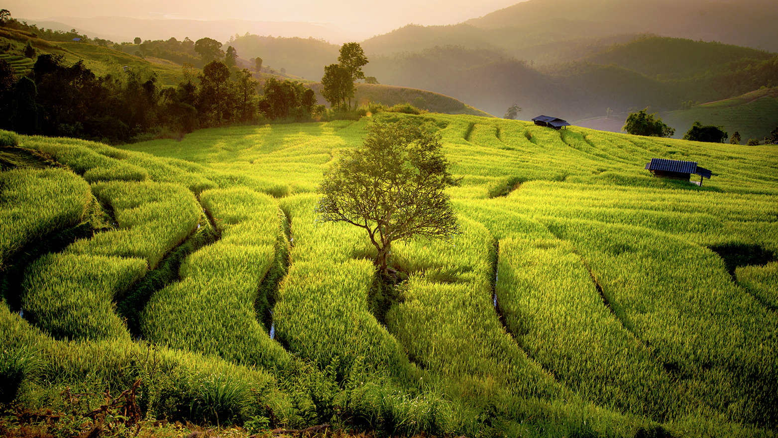 Korean Rice Fields