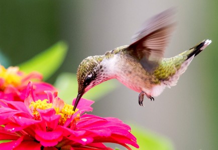 Ruby-throated Hummingbird Jigsaw Puzzle