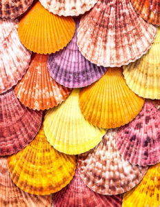 Scallop Seashells Jigsaw Puzzle