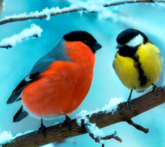 Snowbirds Jigsaw Puzzle