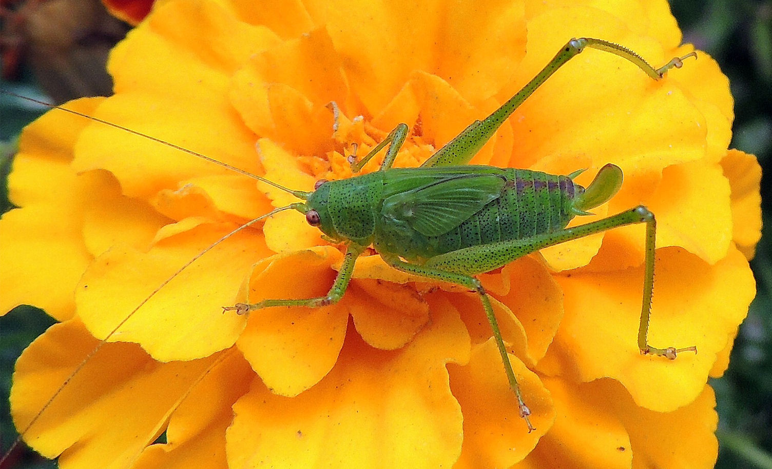 spanish-grasshopper-jigsaw-puzzle