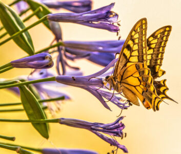 Swallowtail Butterfly Jigsaw Puzzle