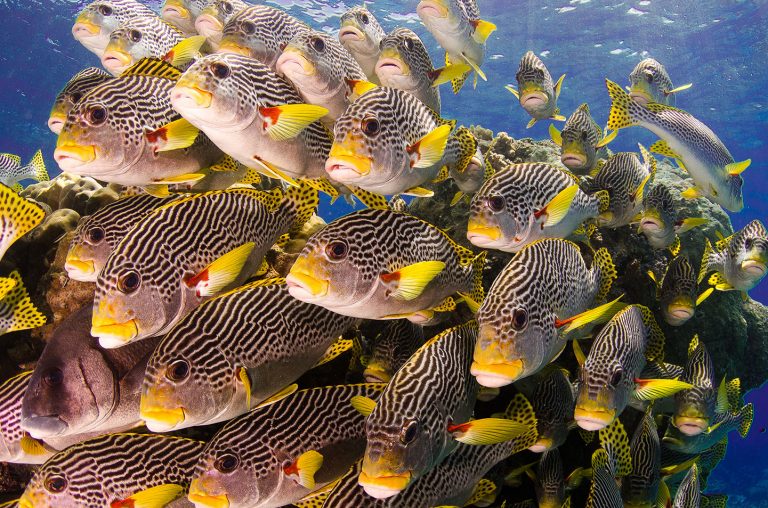 Sweetlips Fish Jigsaw Puzzle