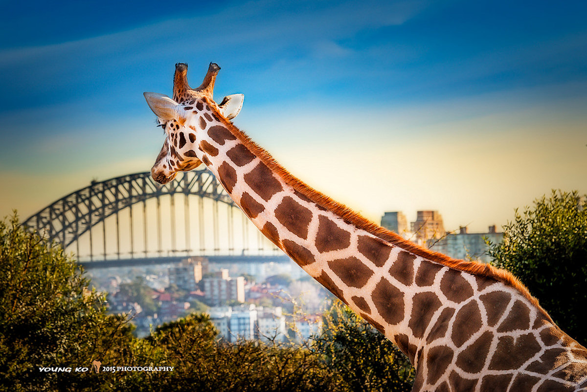 taronga zoo toys