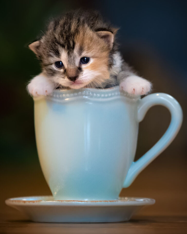 Teacup Kitten Jigsaw Puzzle