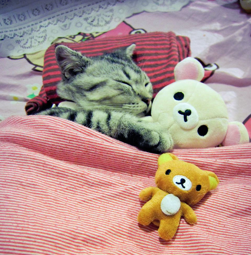 cat holding teddy bear