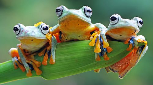 Three Tree Frogs Jigsaw Puzzle