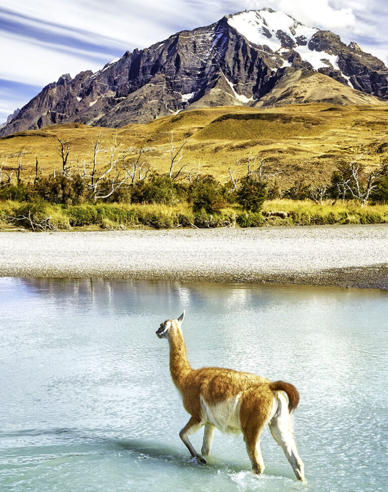 Torres Del Paine Guanaco Jigsaw Puzzle