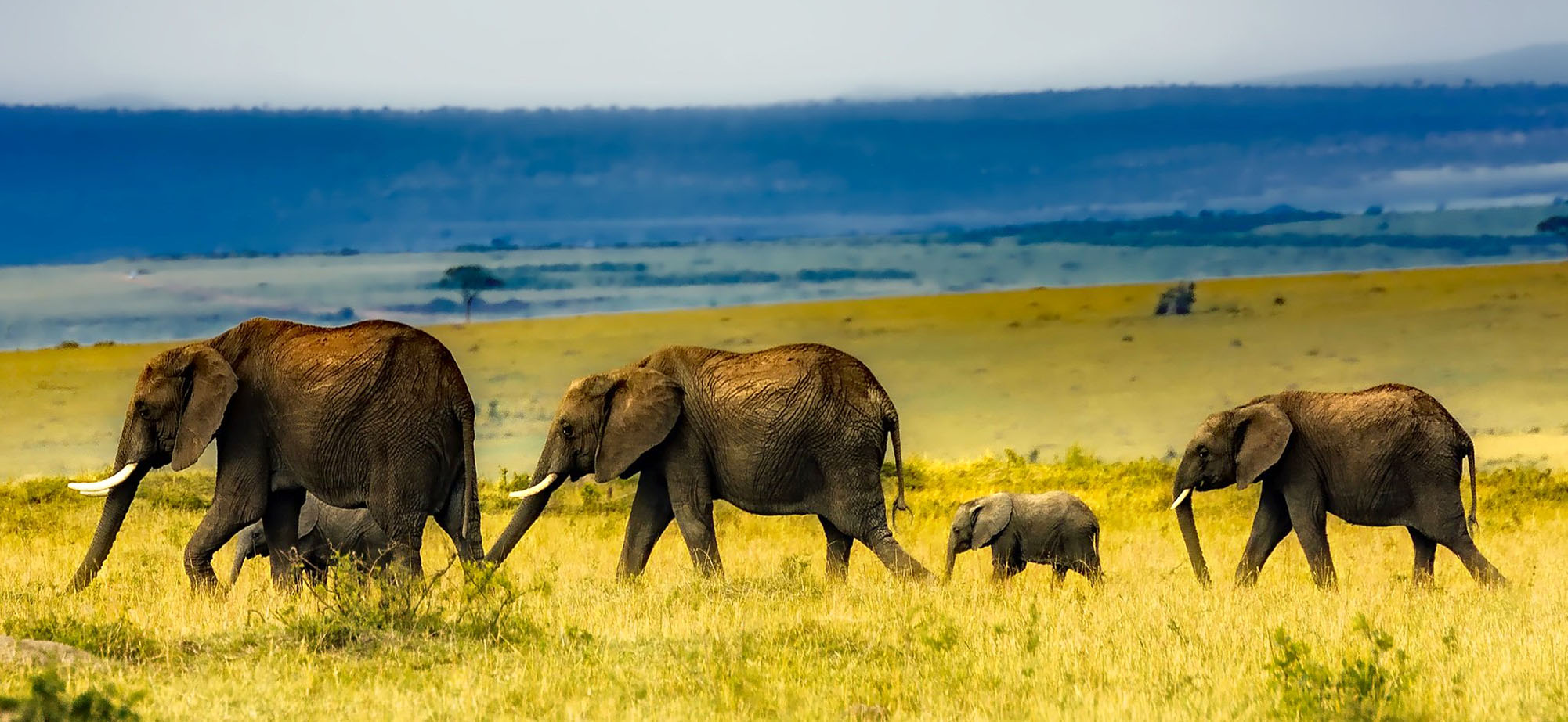 Traveling Elephants Jigsaw Puzzle