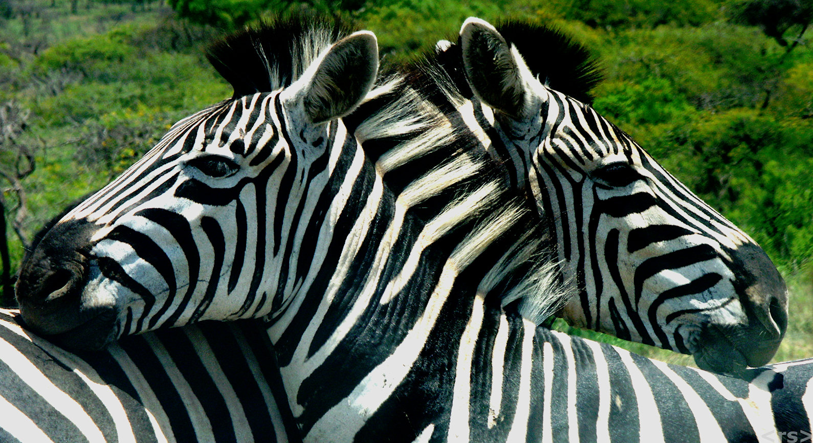 Two Zebras Jigsaw Puzzle