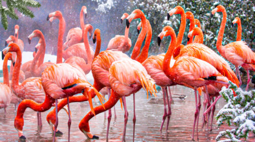 Winter Flamingos Jigsaw Puzzle