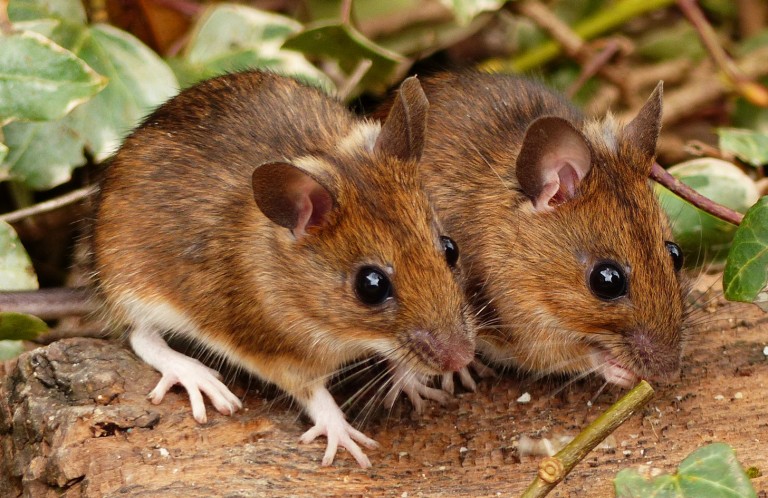 Wood Mice Jigsaw Puzzle