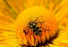 Yellow Flower and Bug